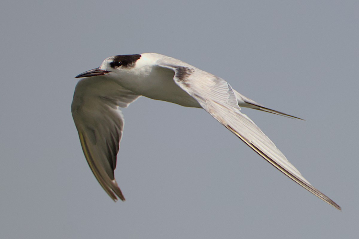 Common Tern - Piet Du Preez