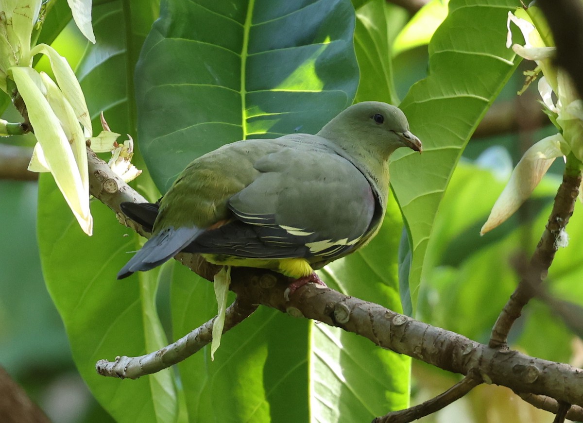 Comoro Green-Pigeon - ML474861721