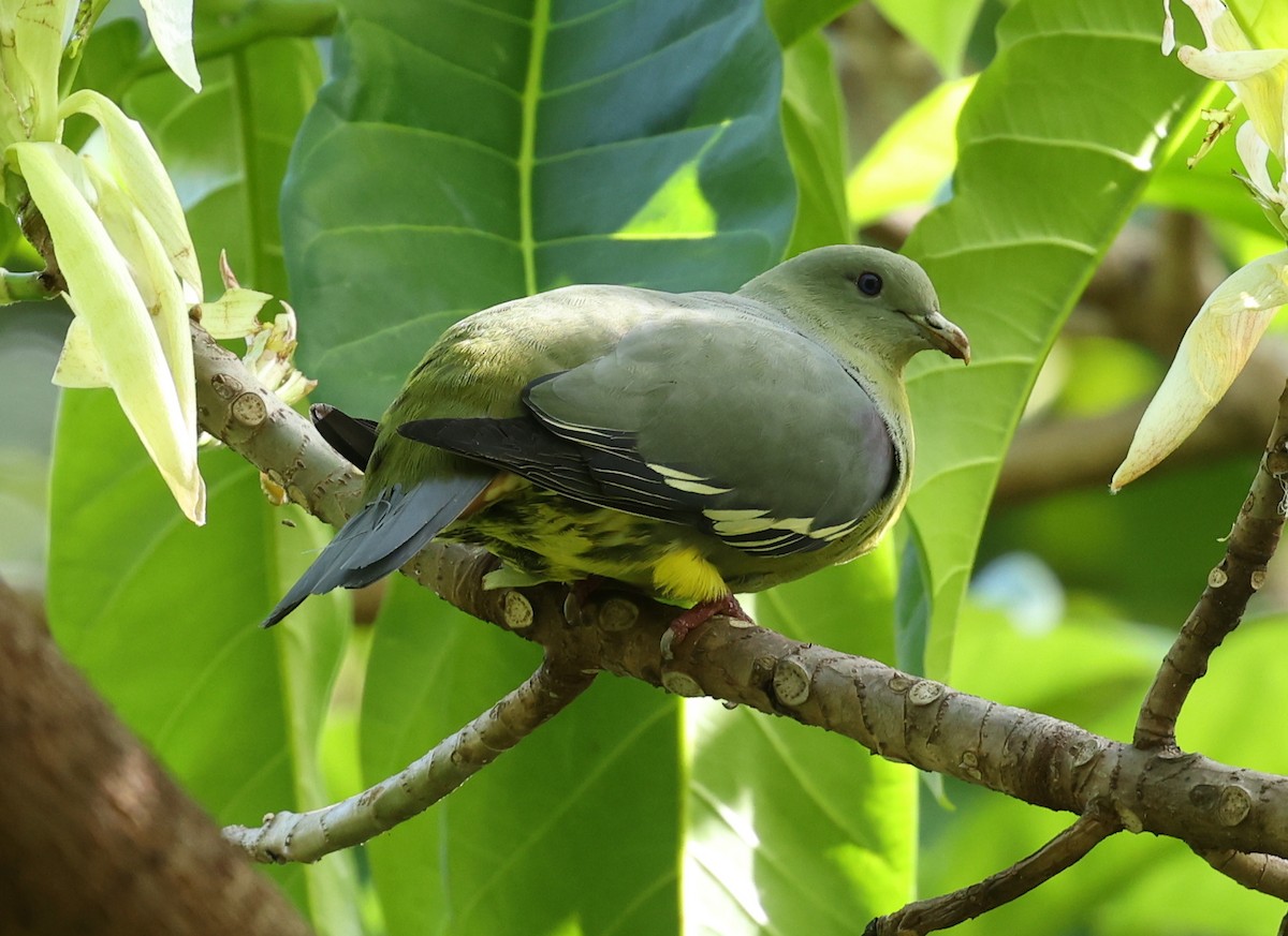 Comoro Green-Pigeon - Kasper R. Berg