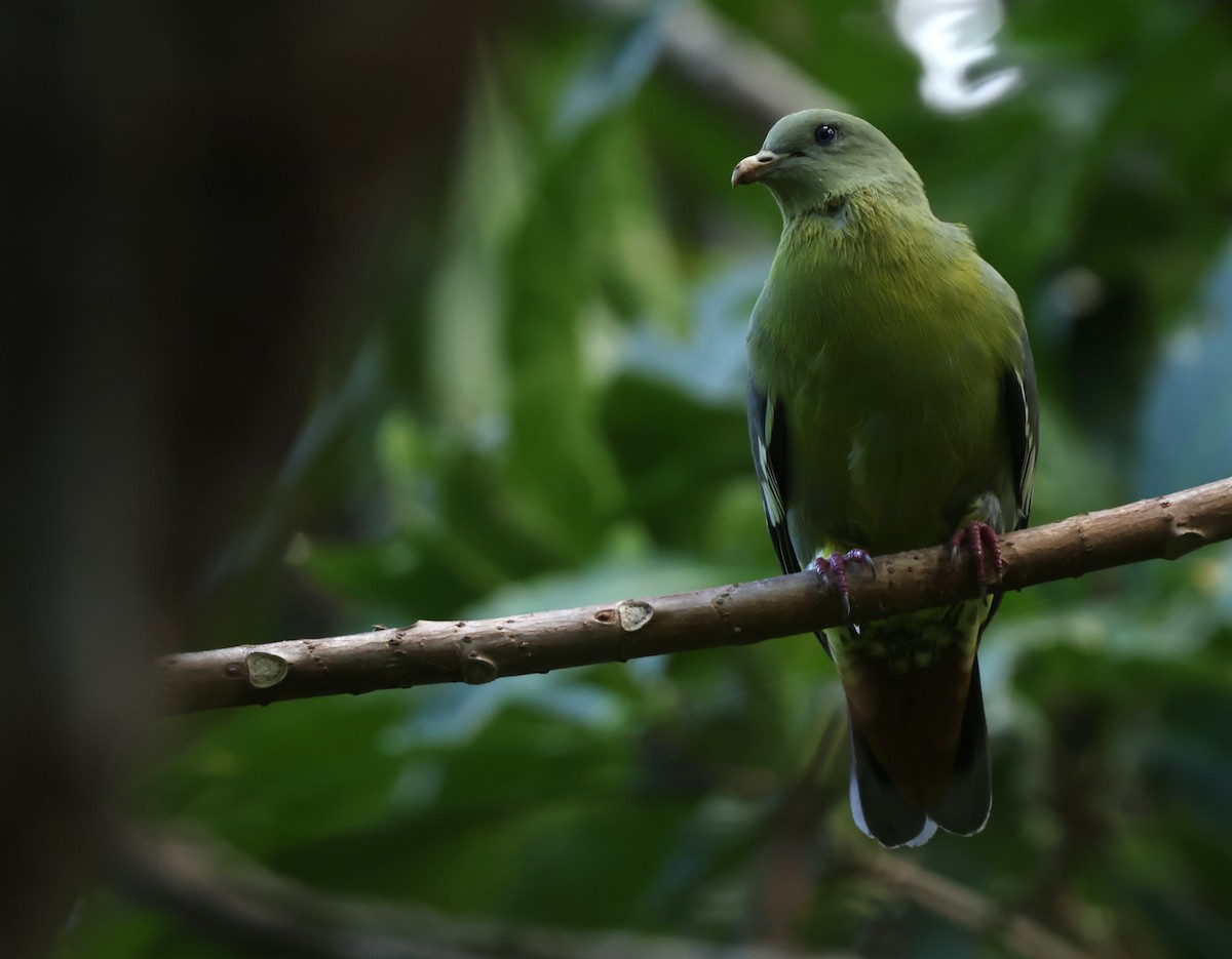 Comoro Green-Pigeon - ML474862601