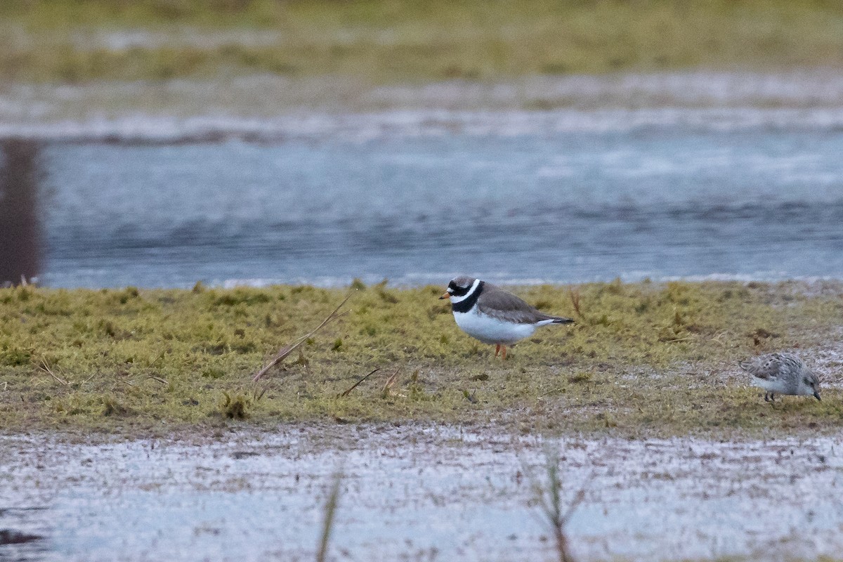 Common Ringed Plover - ML474867961