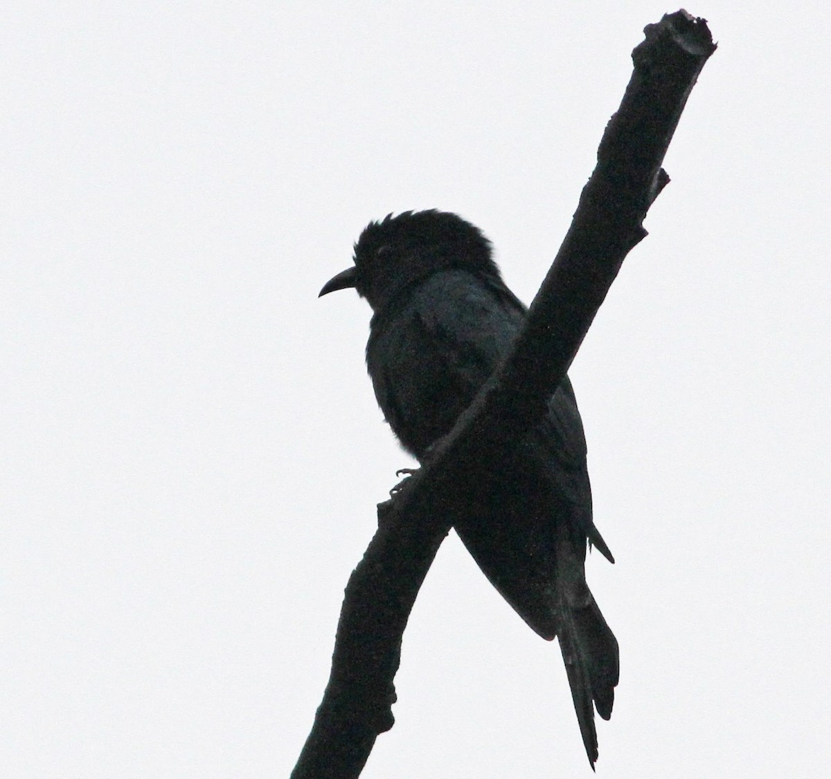 Square-tailed Drongo-Cuckoo - ML47487141