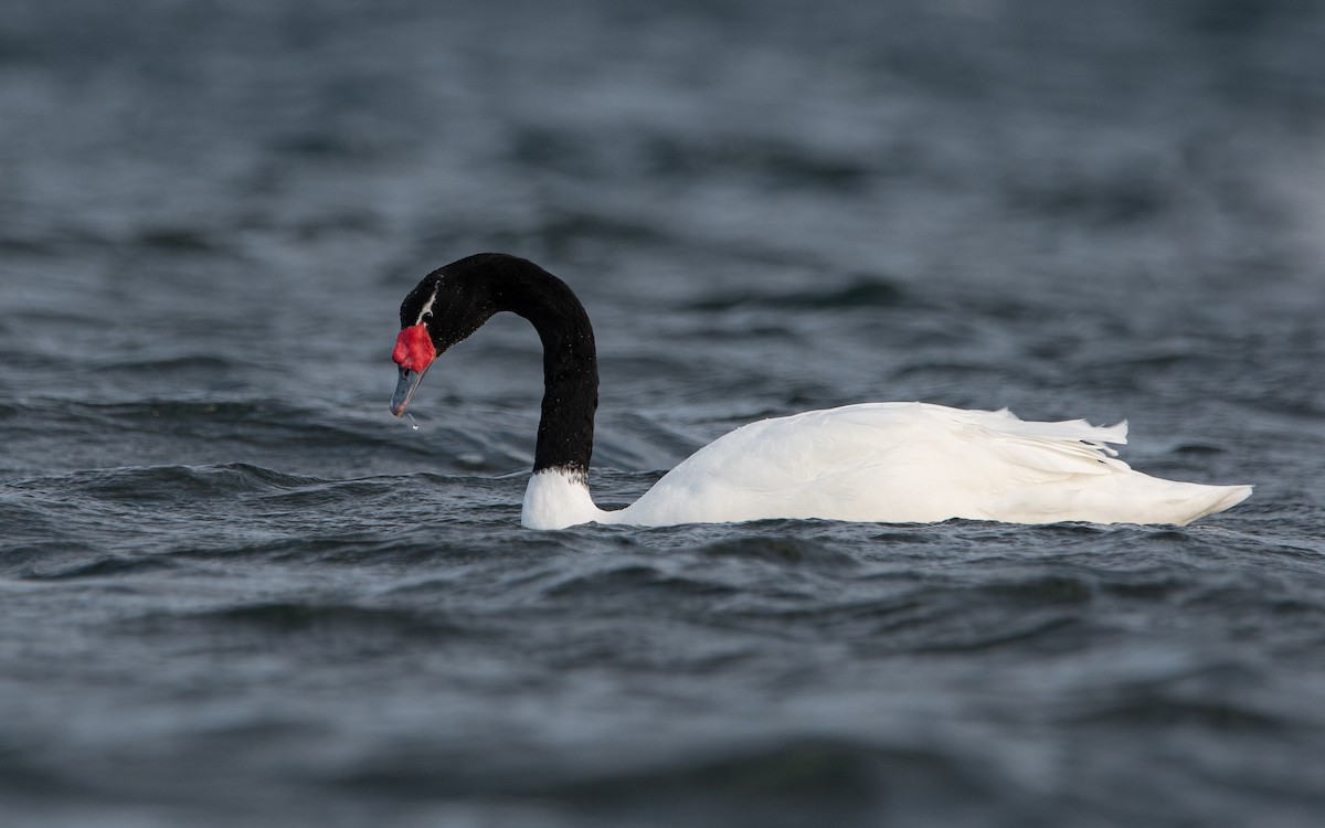 Black-necked Swan - ML474888571