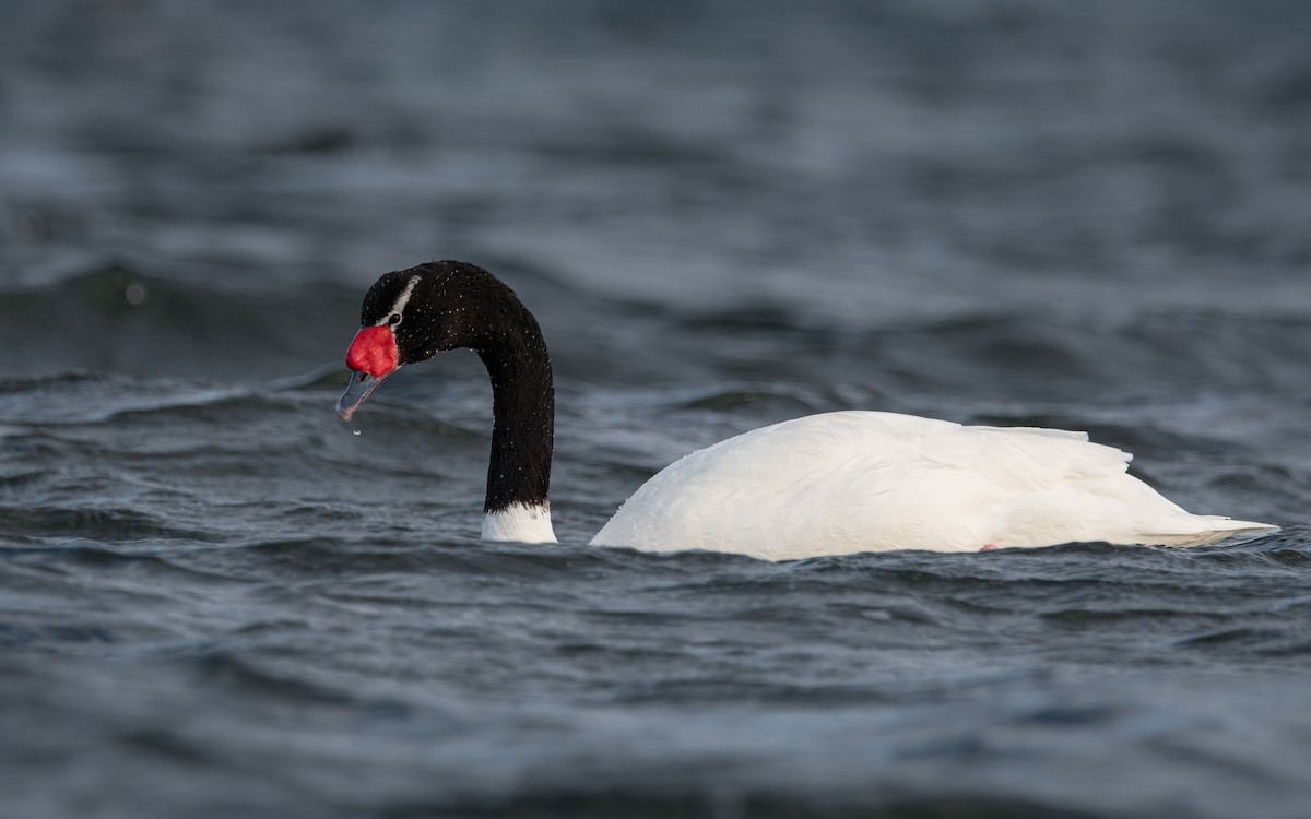 Black-necked Swan - ML474888581