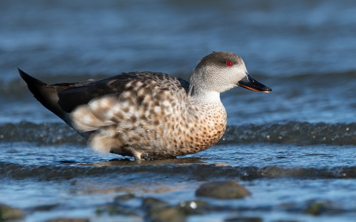 Crested Duck - ML474888801