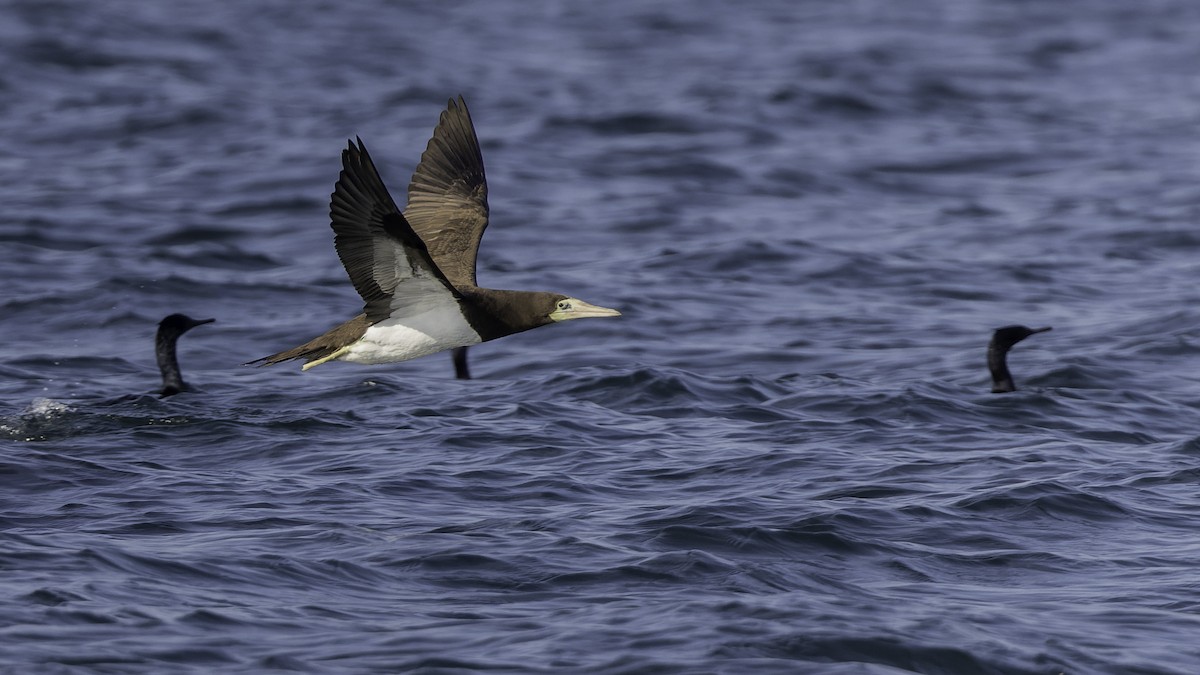 Brown Booby - ML474889521
