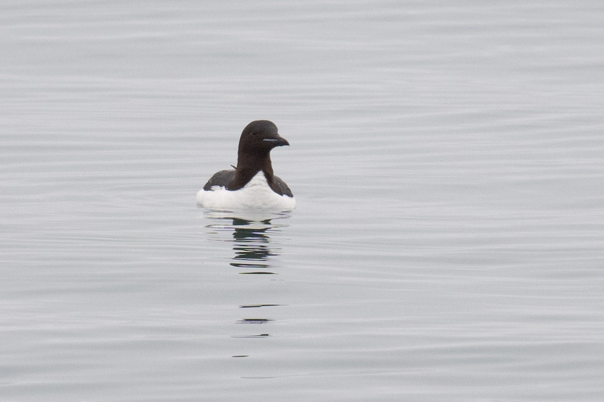 Thick-billed Murre - ML474894981