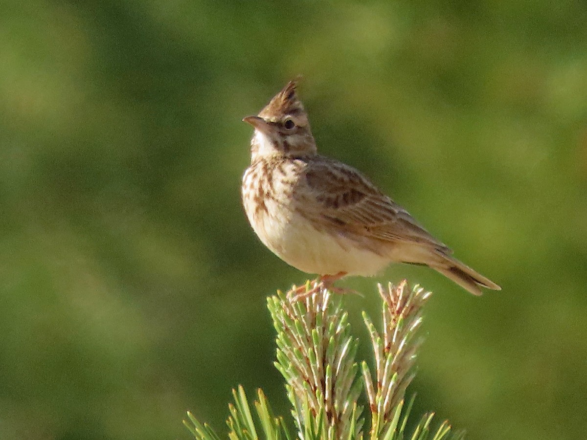 Crested Lark - Brian Carruthers