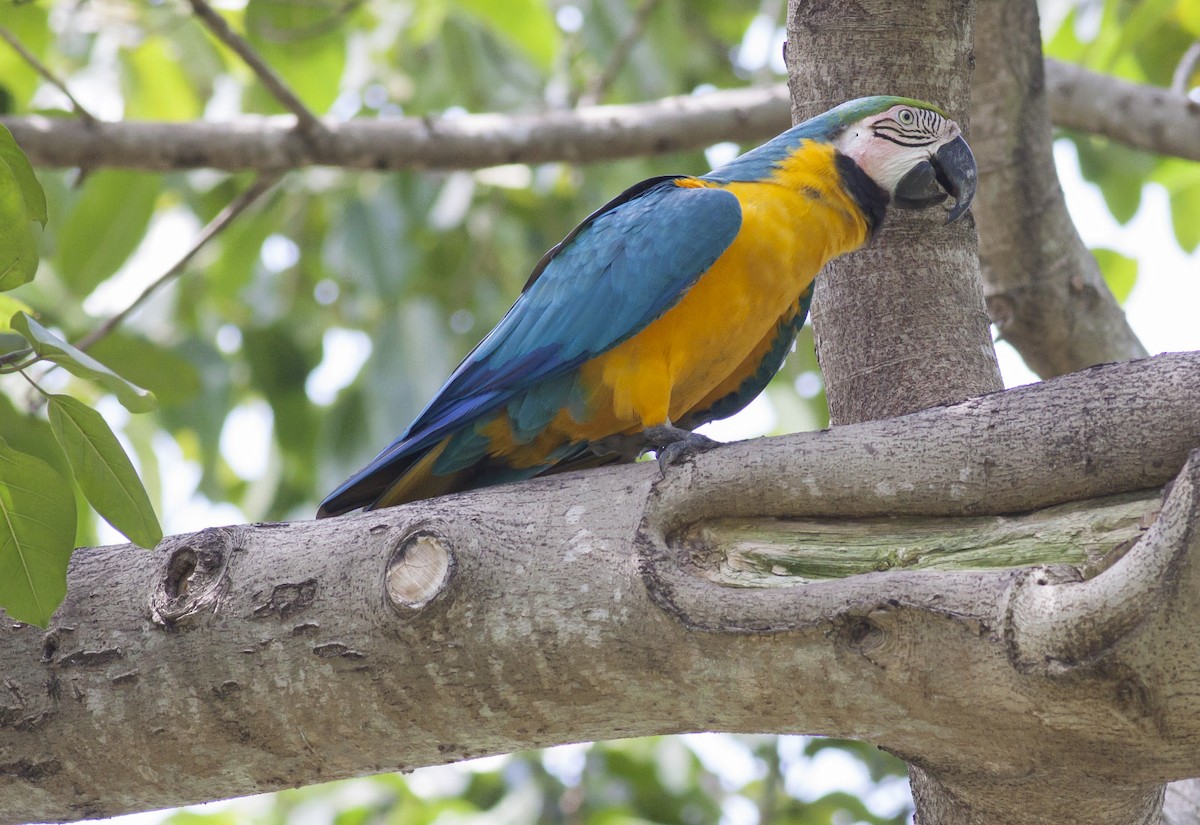 Blue-and-yellow Macaw - Michael Todd