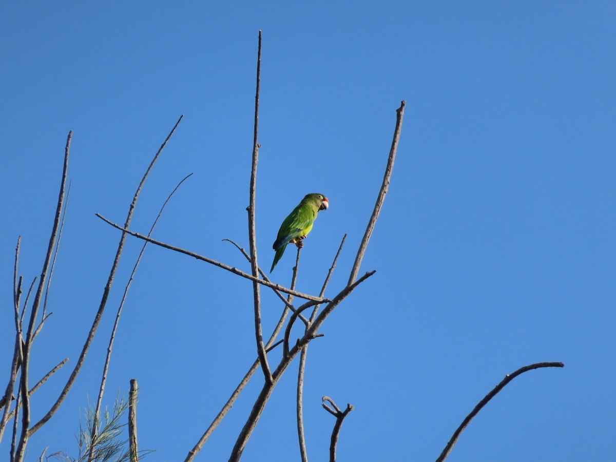 eBird Checklist - 13 Aug 2022 - Tijuana River Valley--Bird & Butterfly ...