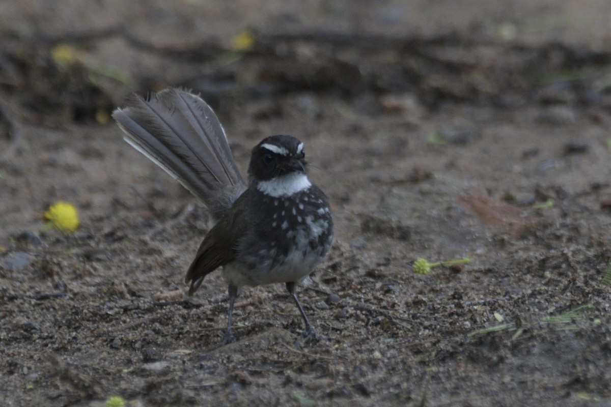 Spot-breasted Fantail - ML474903791