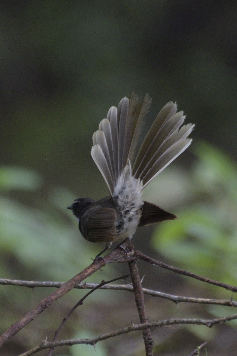 Spot-breasted Fantail - ML474903811