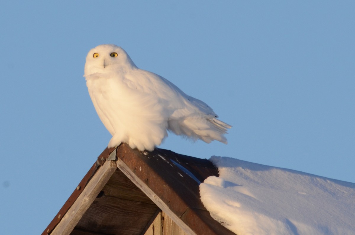 Snowy Owl - ML47490691