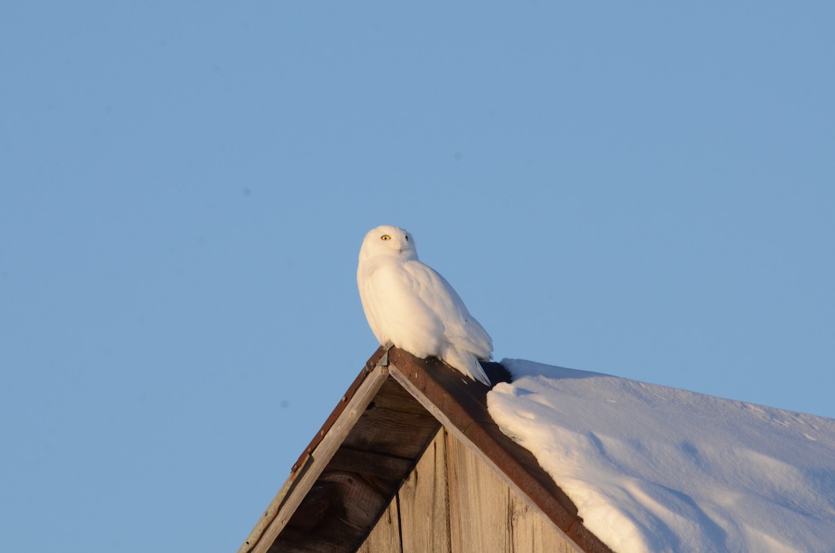 Snowy Owl - ML47490761
