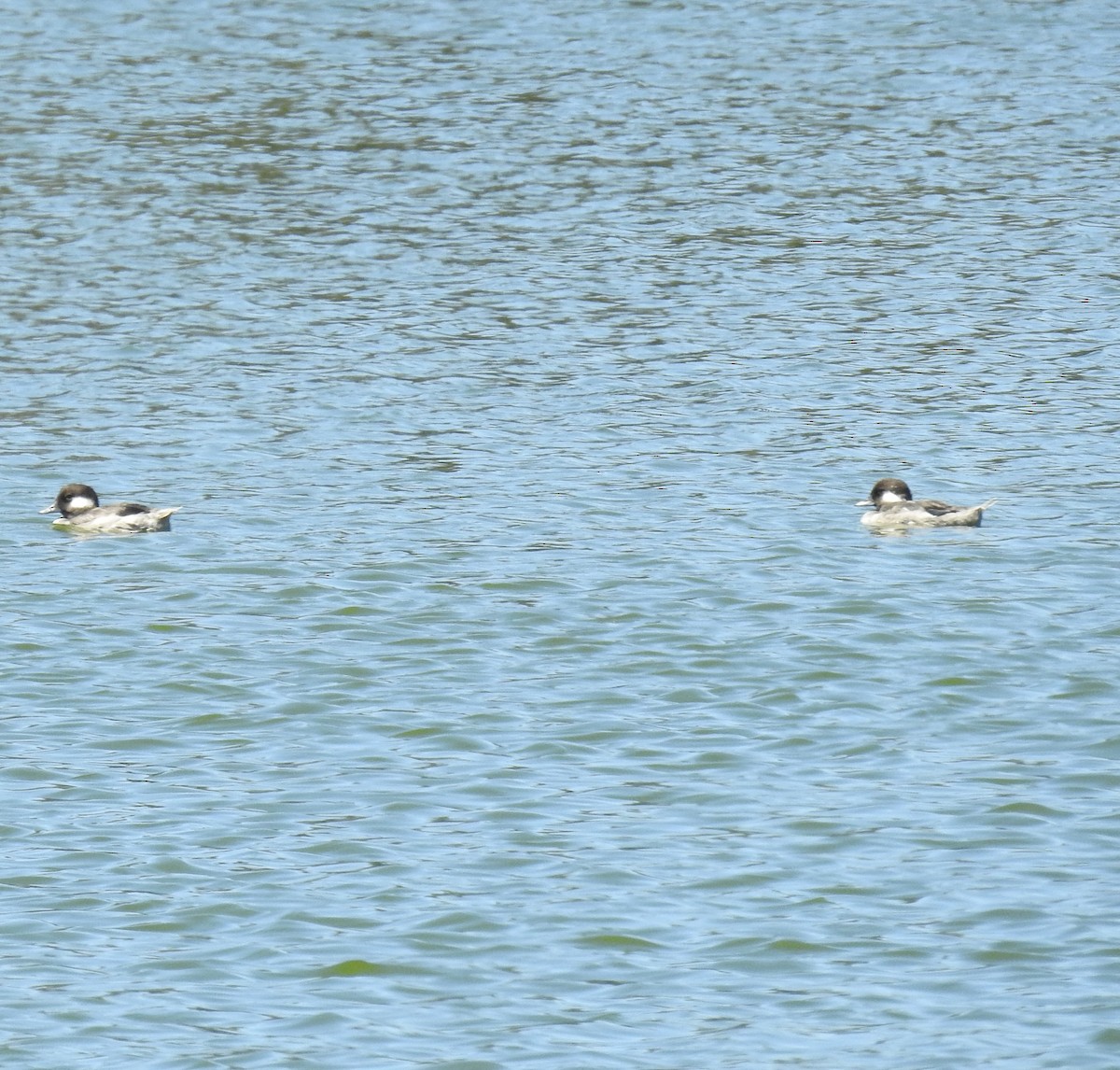 Ebird Checklist - 9 Aug 2022 - Nob Hill Pond - 26 Species (+2 Other Taxa)