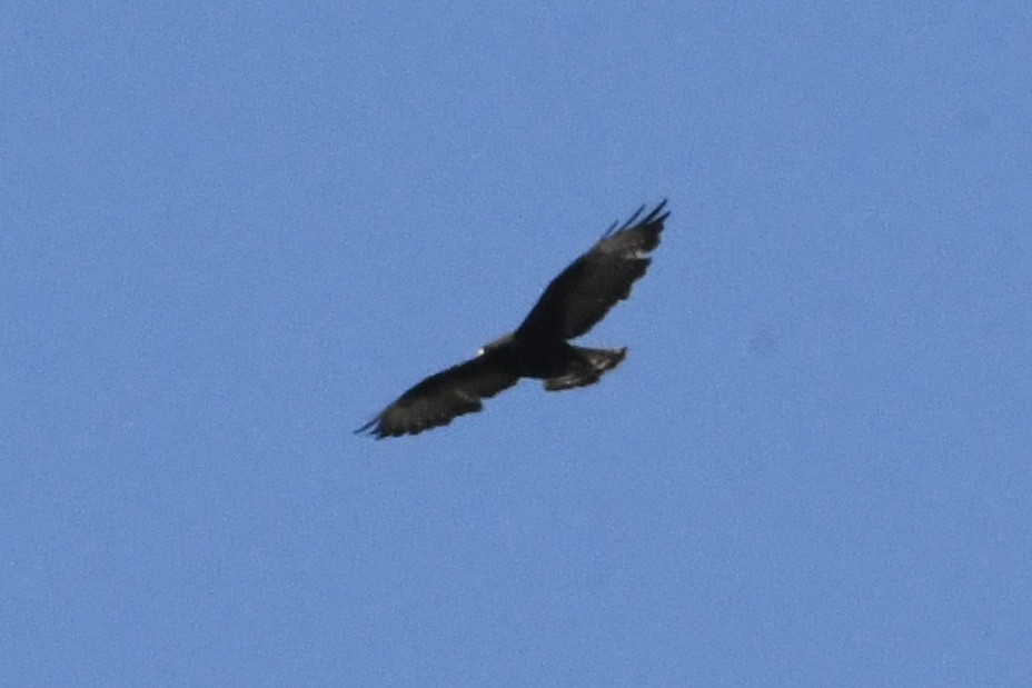 Short-tailed Hawk - ML474914991