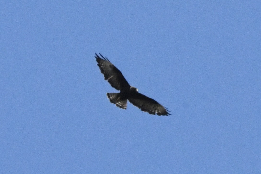 Short-tailed Hawk - ML474915001