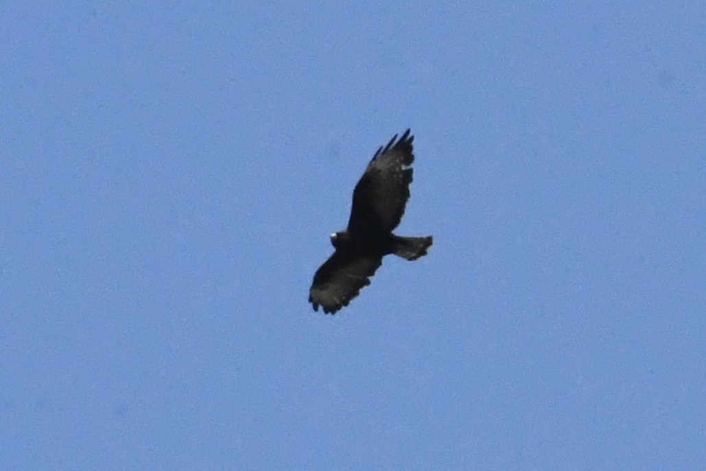 Short-tailed Hawk - ML474915011
