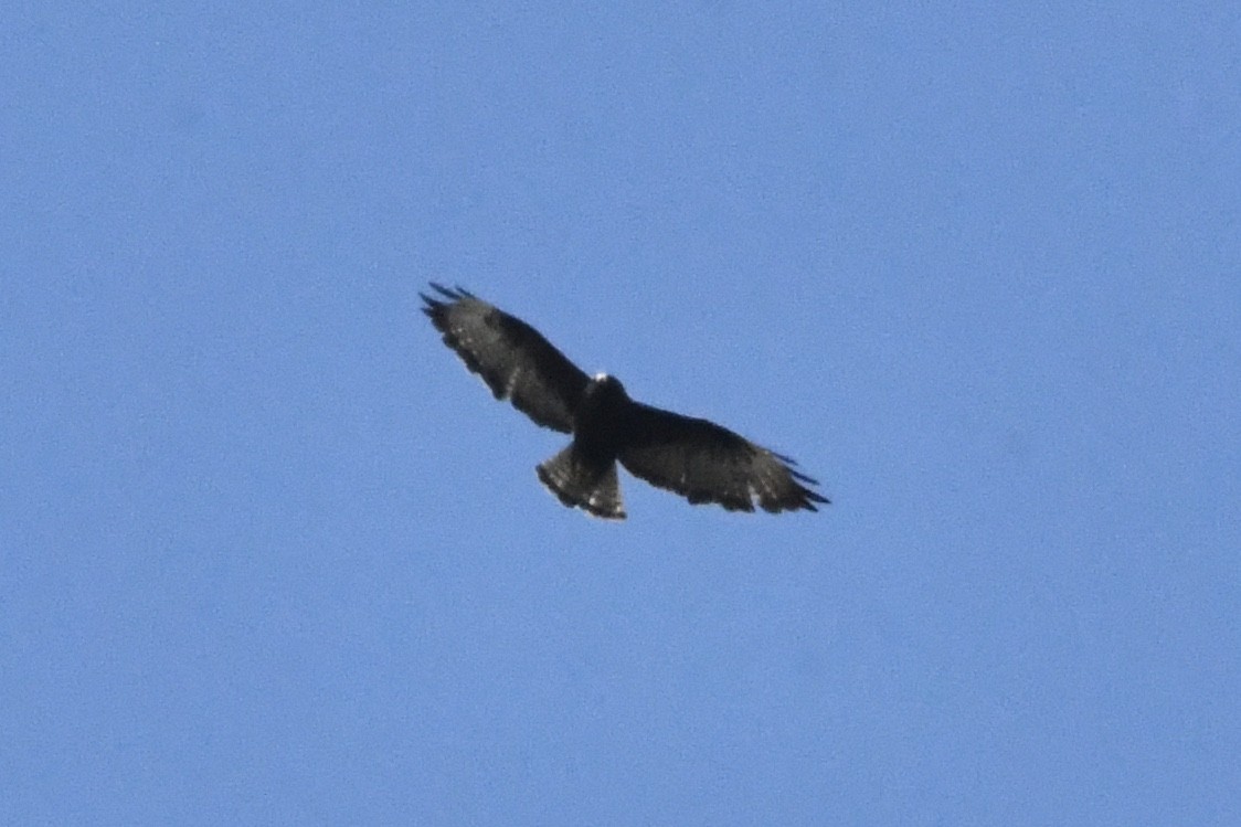Short-tailed Hawk - ML474915021