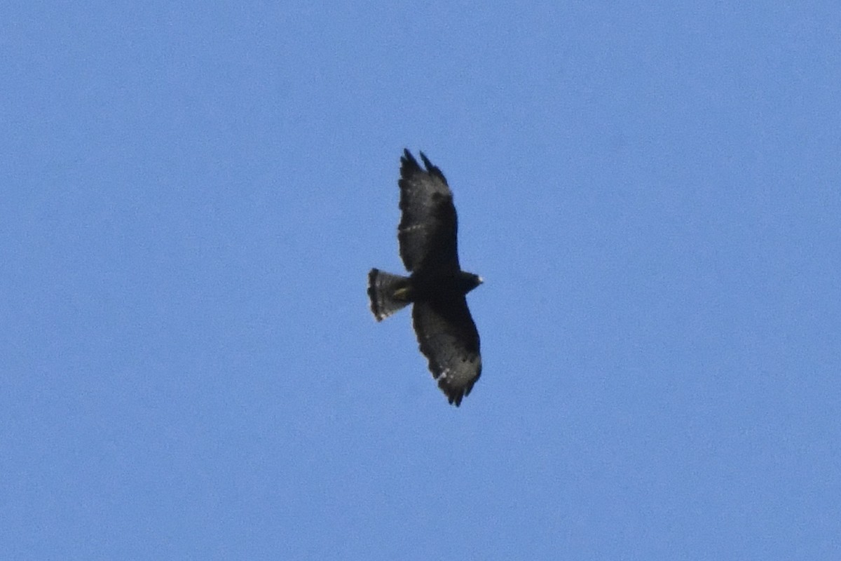 Short-tailed Hawk - ML474915031
