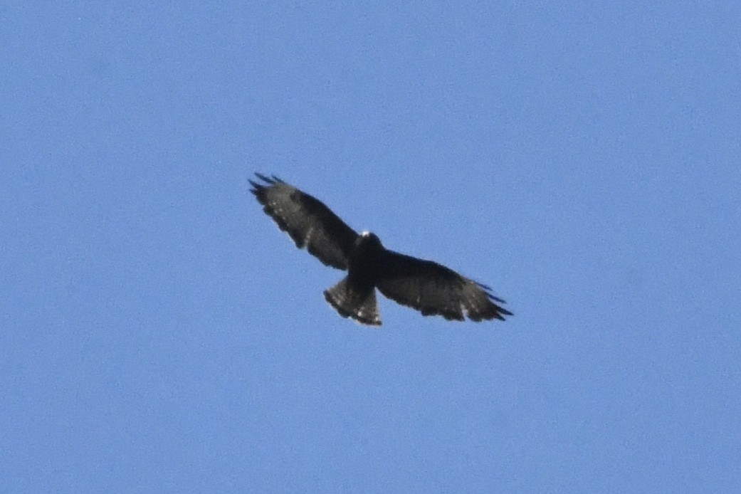 Short-tailed Hawk - ML474915051