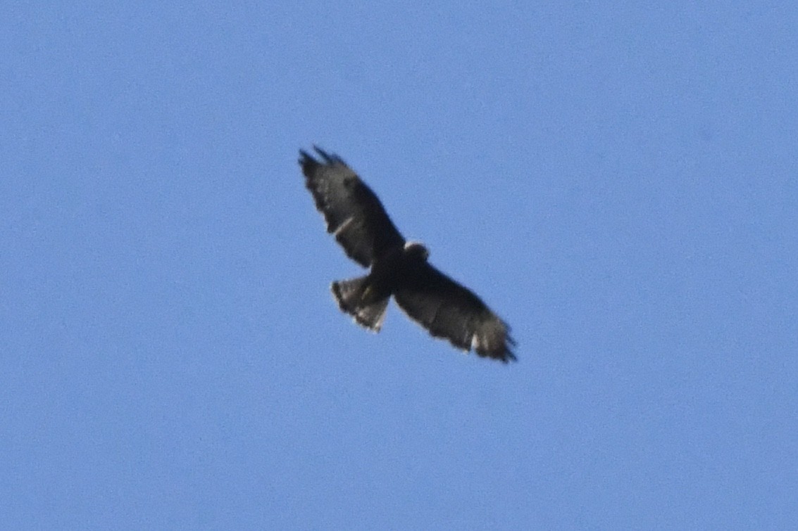Short-tailed Hawk - ML474915071