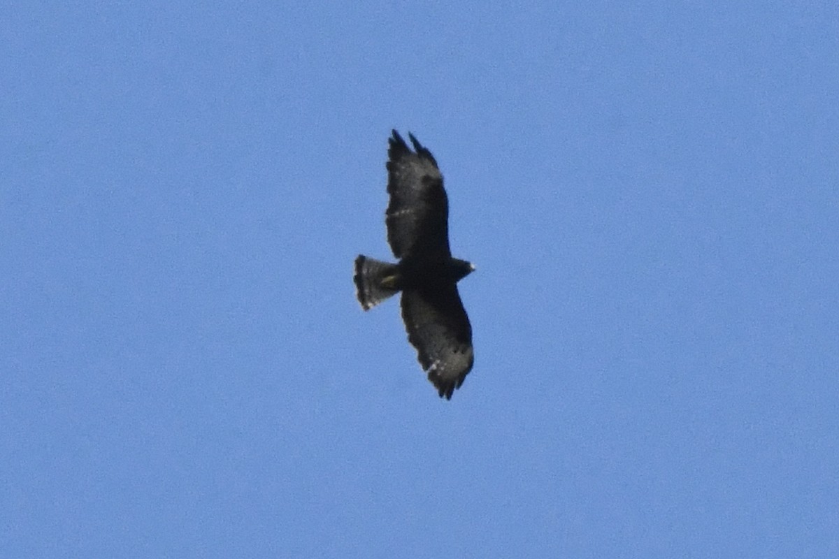Short-tailed Hawk - ML474915081