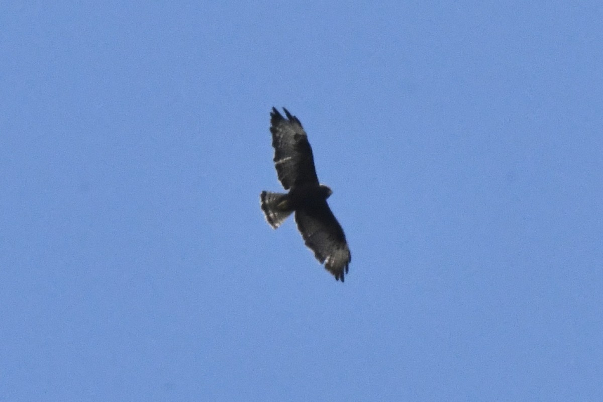 Short-tailed Hawk - ML474915091