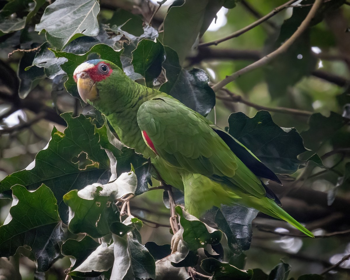 White-fronted Parrot - ML474924671