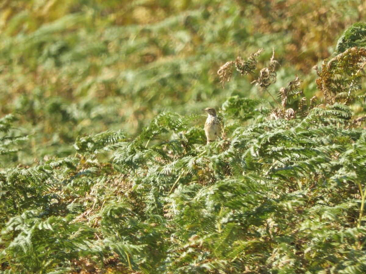 Meadow Pipit - ML474926251