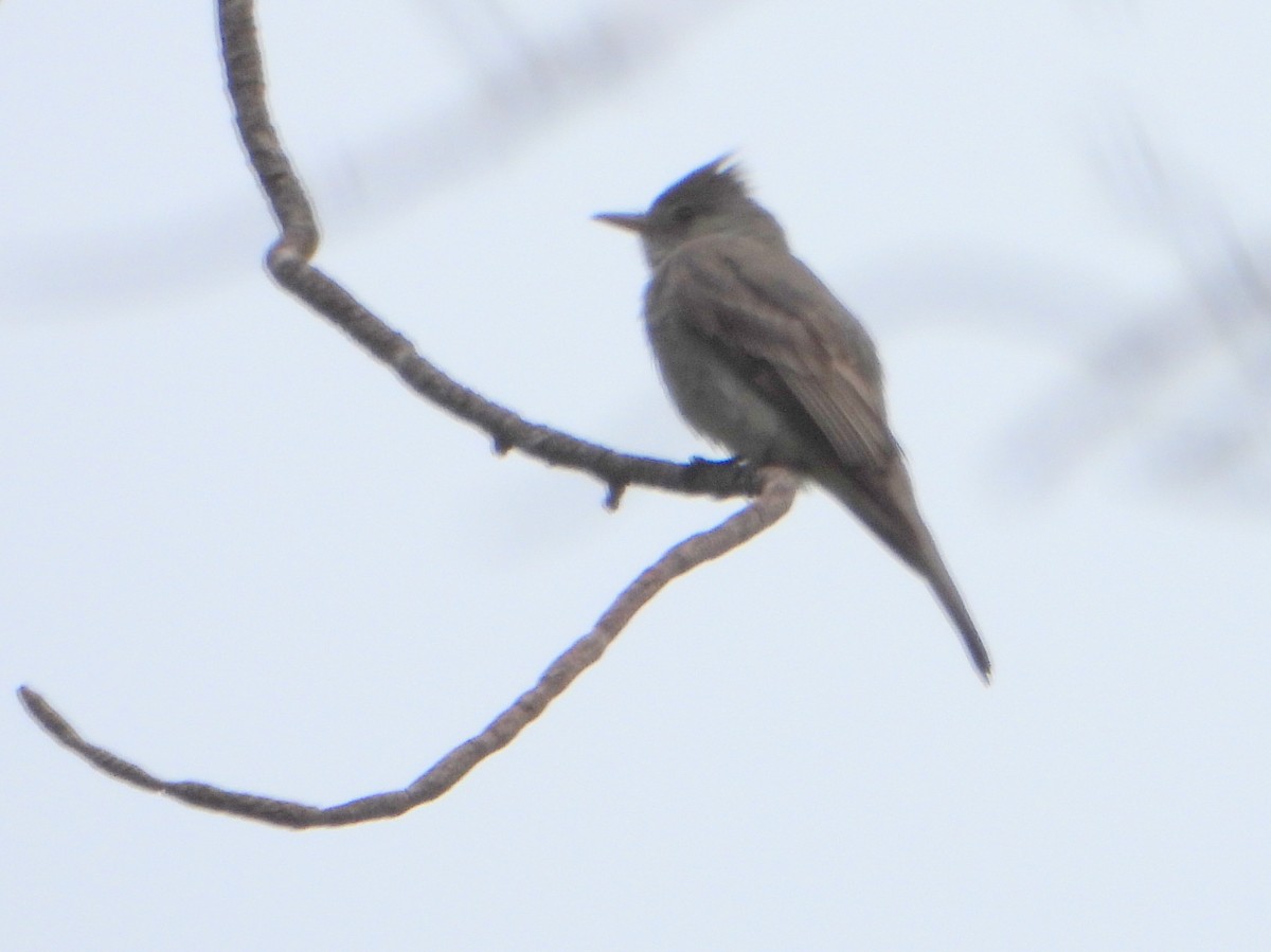 Greater Pewee - ML474926321
