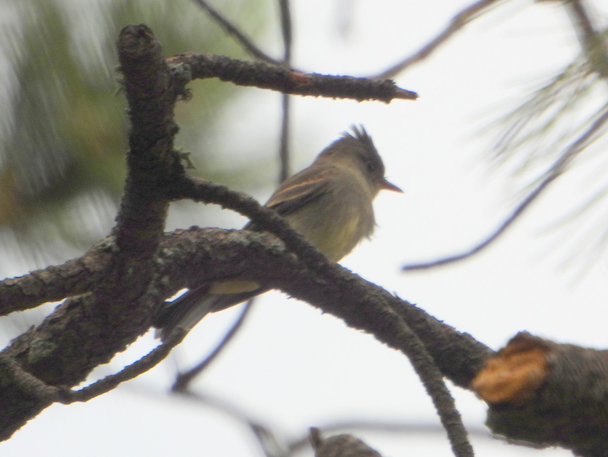 Greater Pewee - ML474926361
