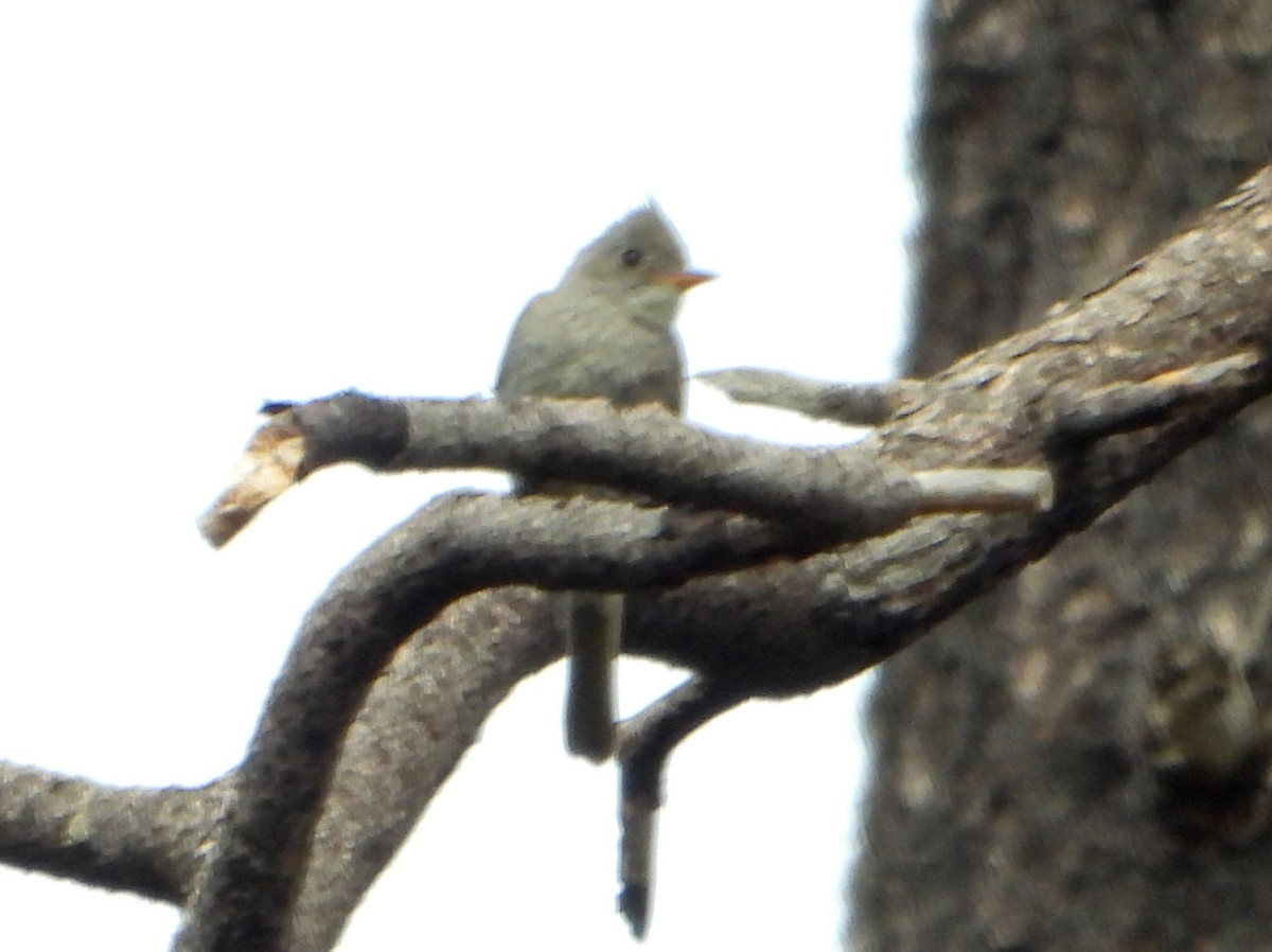 Greater Pewee - ML474926371