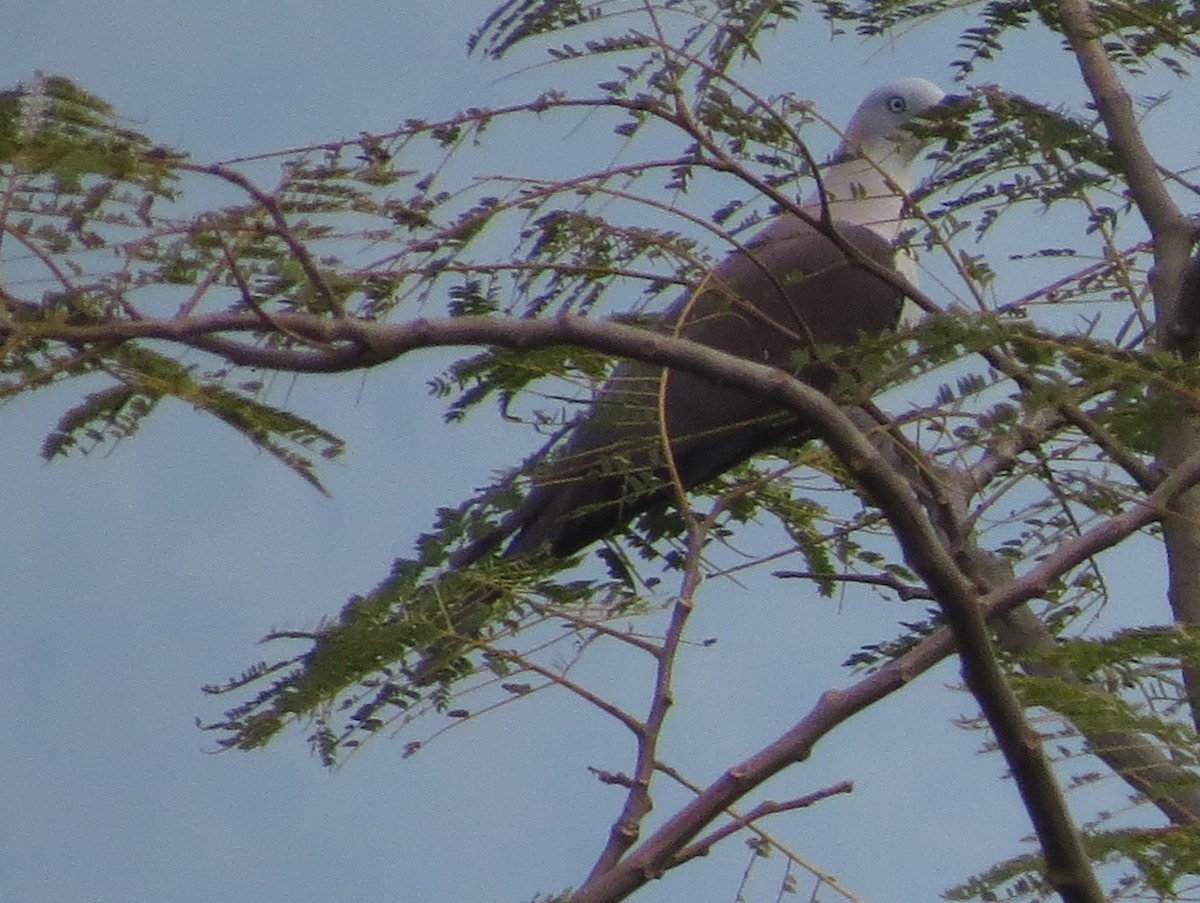 Mountain Imperial-Pigeon - ML474936011