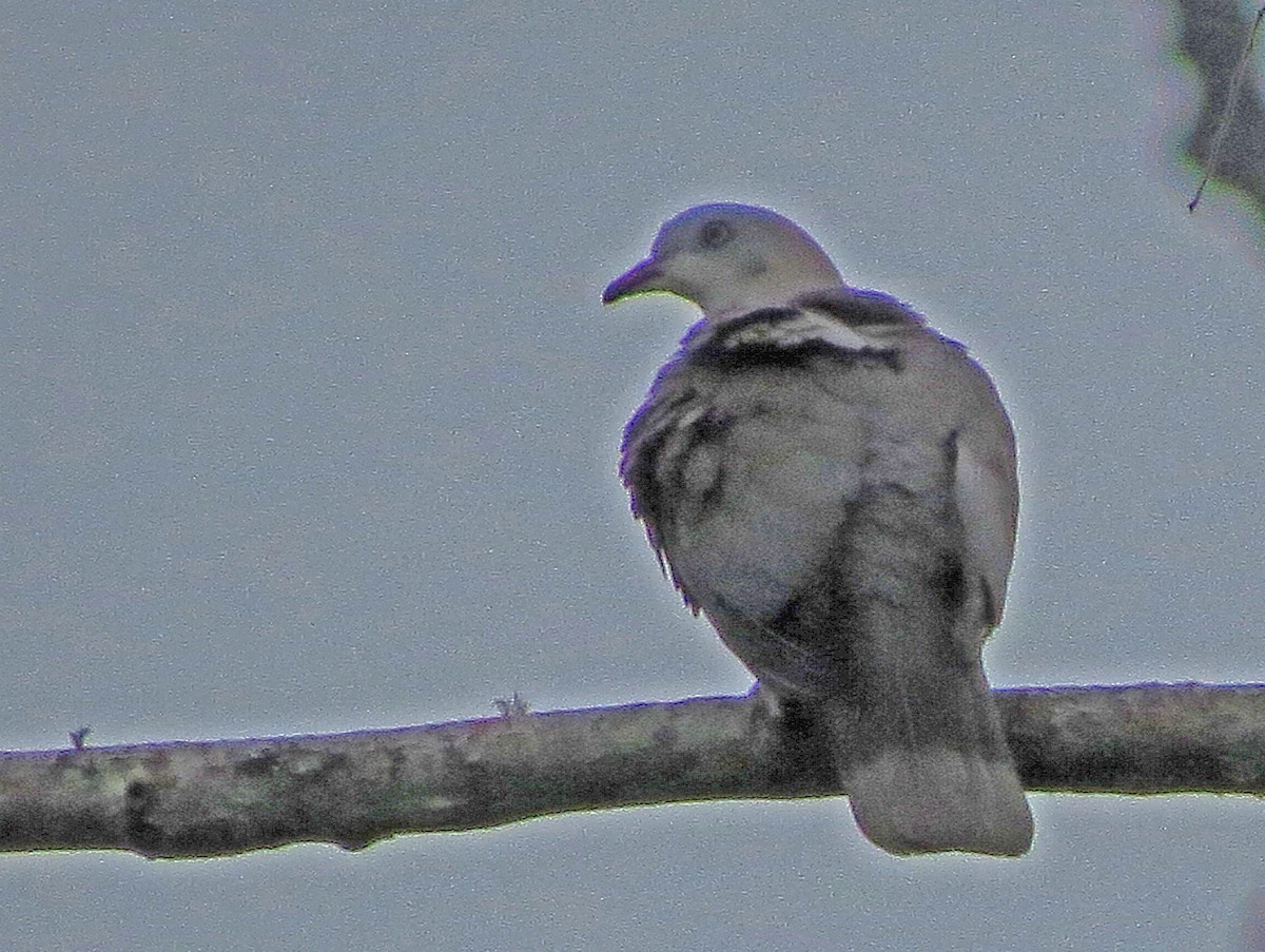 holub světlebřichý - ML474936021