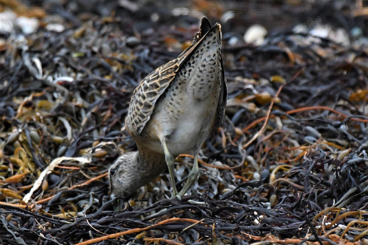 Short-billed Dowitcher - Timothy White