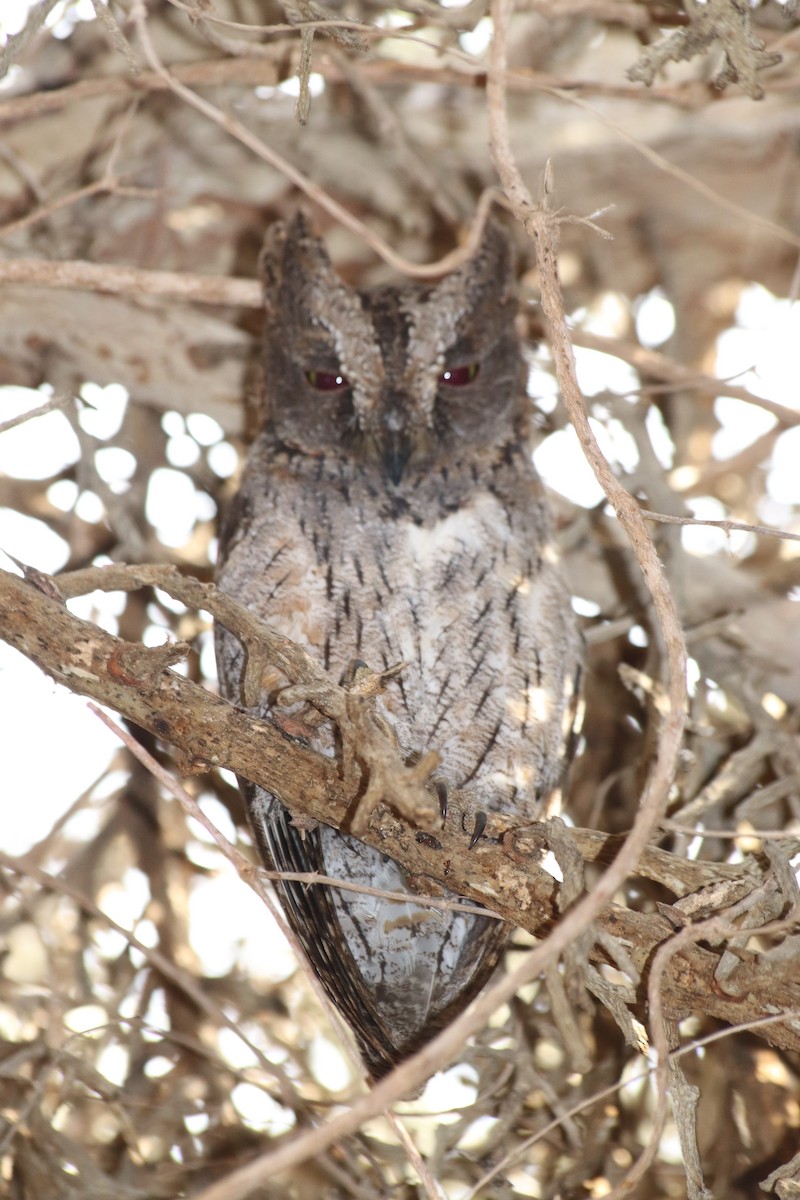 Madagascar Scops-Owl (Torotoroka) - ML474938581