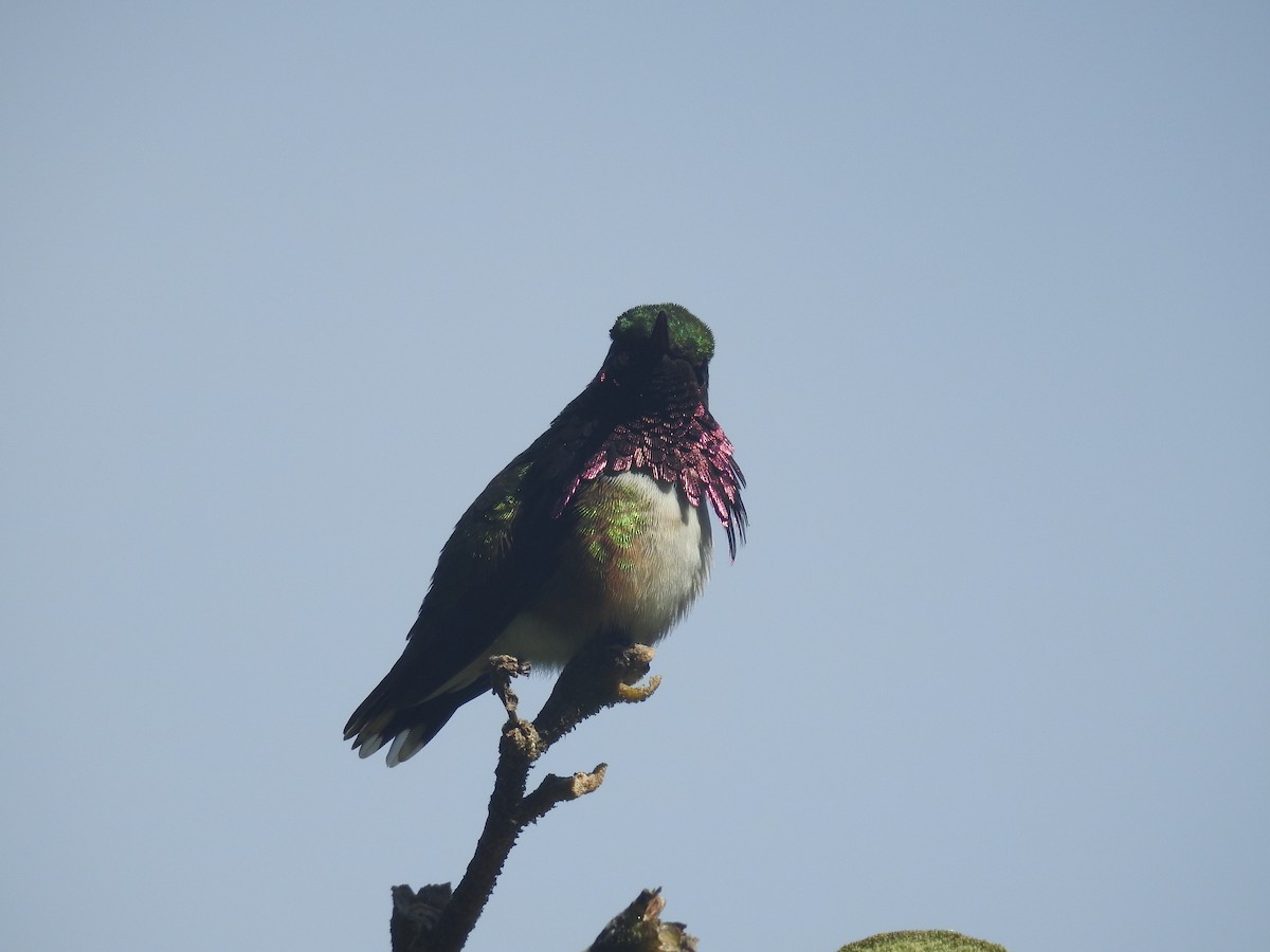 Wine-throated Hummingbird - ML474938711