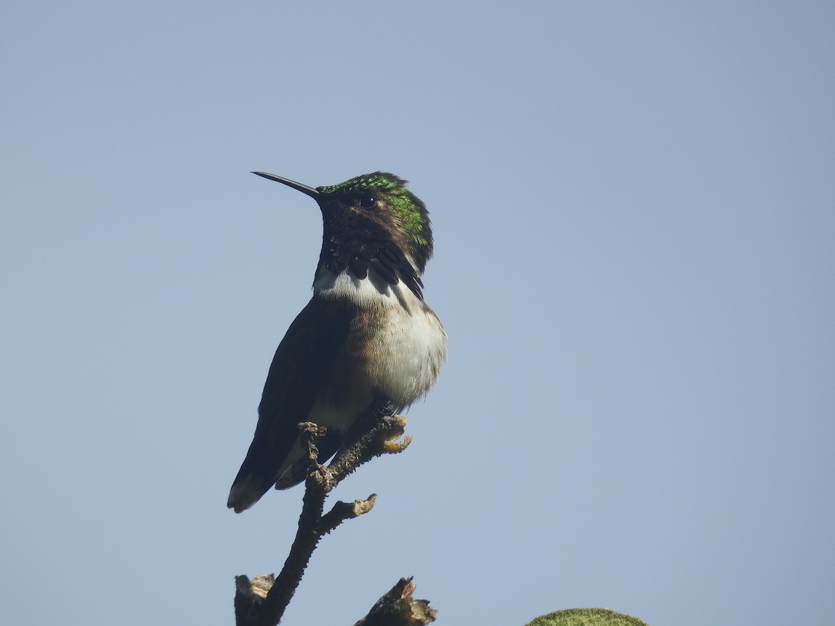 Wine-throated Hummingbird - ML474938721