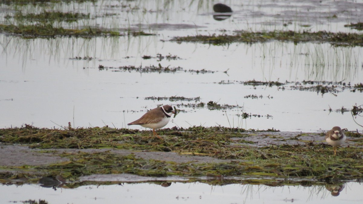 Semipalmated Plover - ML474947881