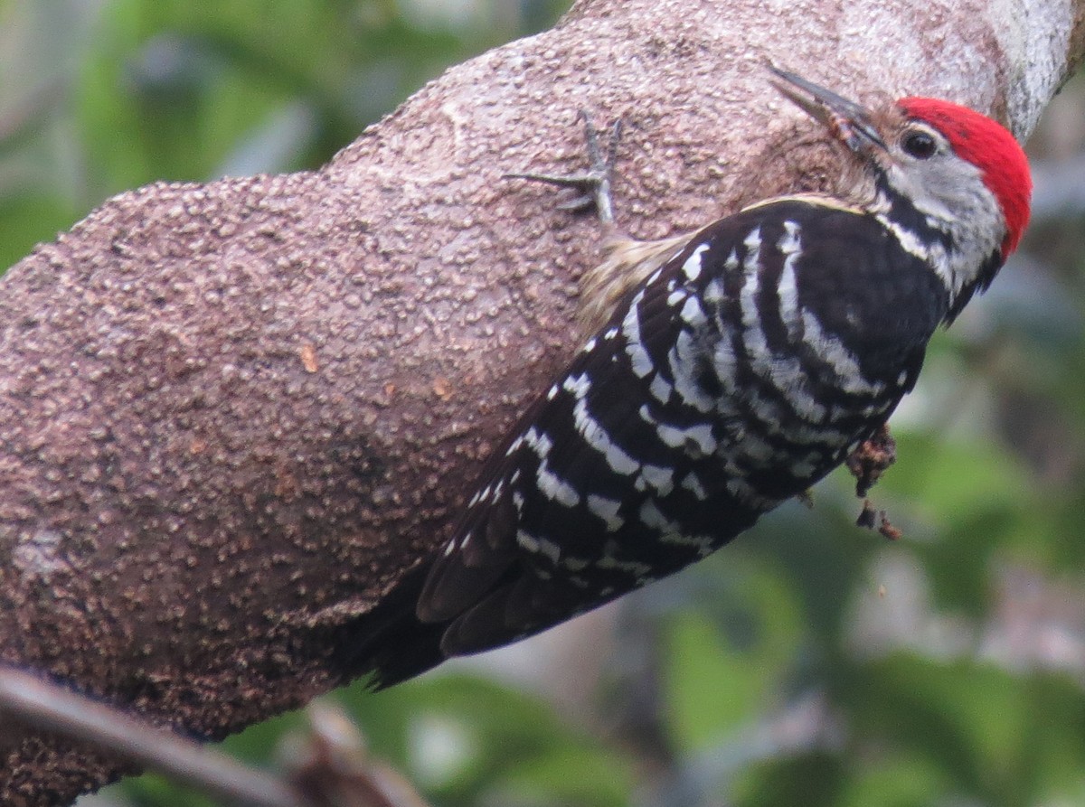 Stripe-breasted Woodpecker - ML474948401