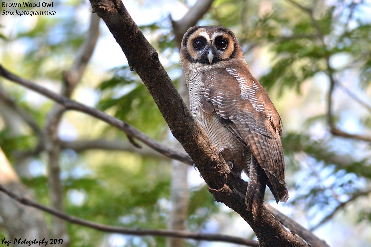 Brown Wood-Owl - ML47495161
