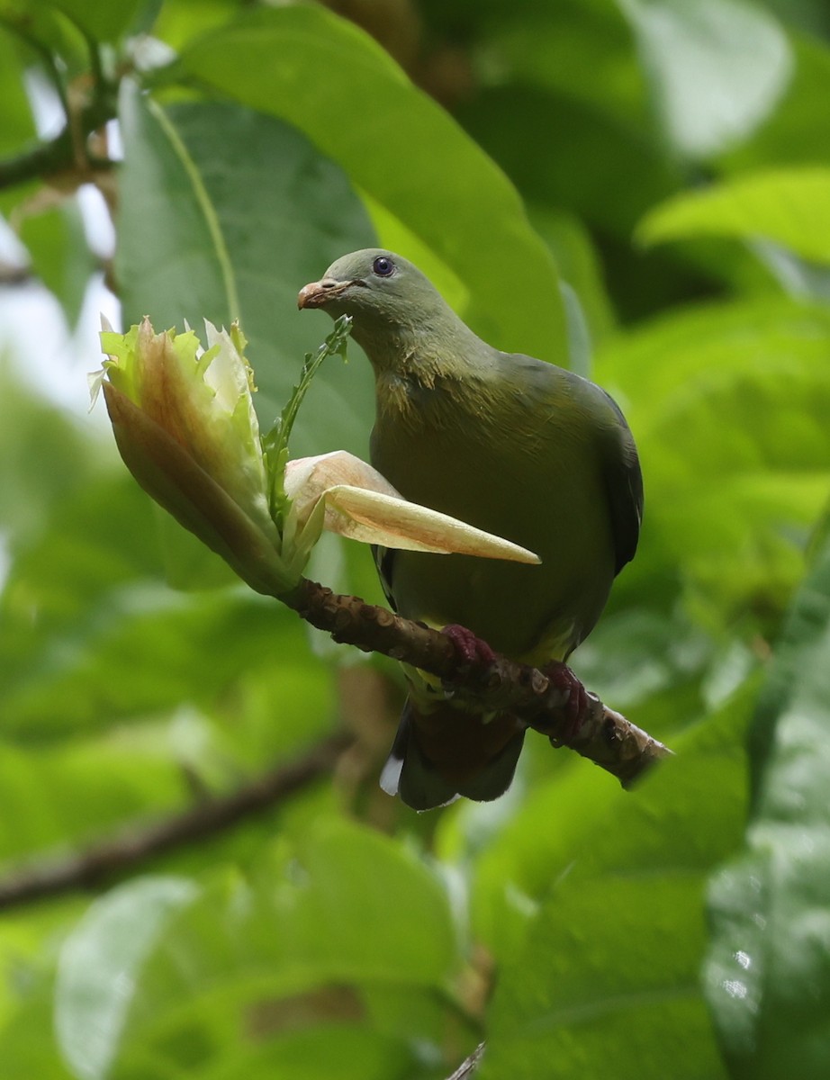 Comoro Green-Pigeon - ML474952621