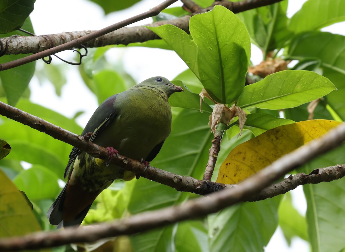 Коморский зелёный голубь - ML474952661