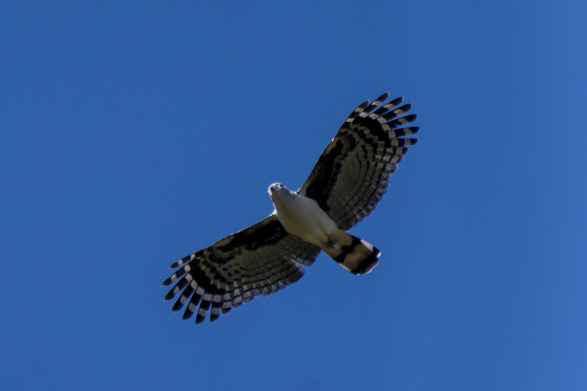 Gray-headed Kite - ML474954141