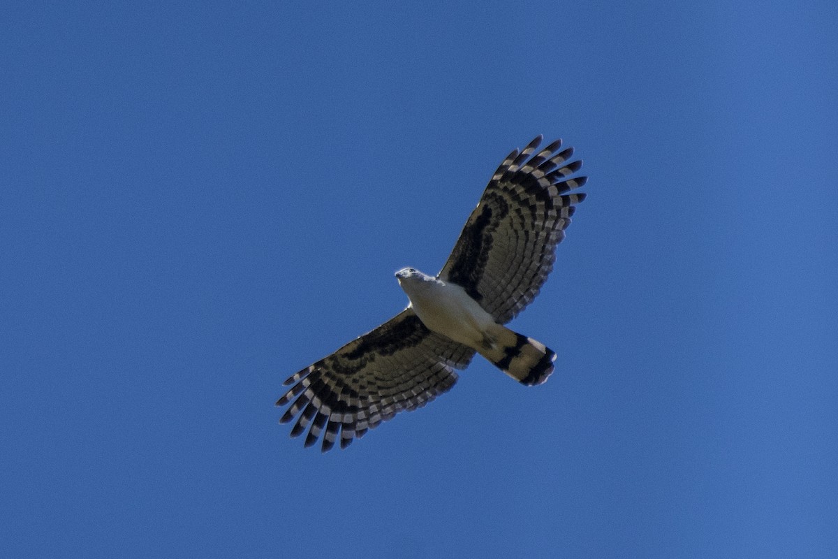 Gray-headed Kite - ML474954161