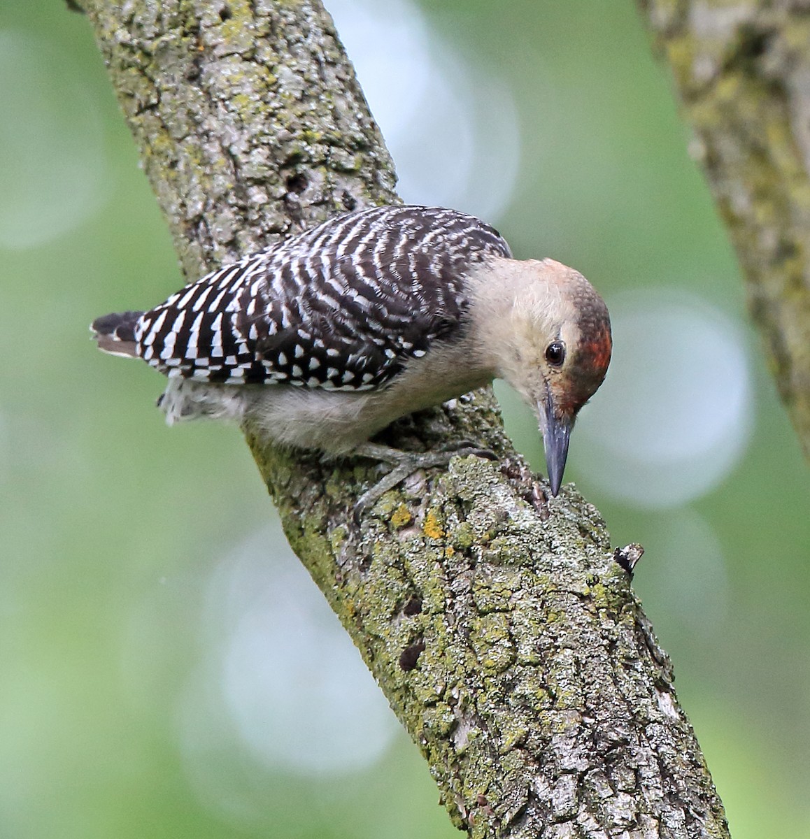 Red-bellied Woodpecker - ML474954281