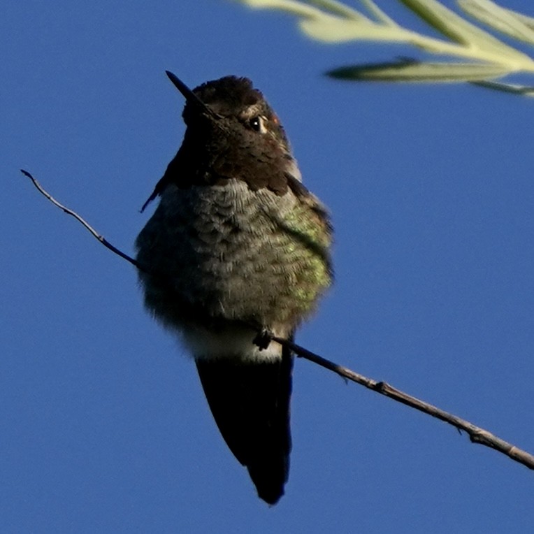 Anna's Hummingbird - ML474954341