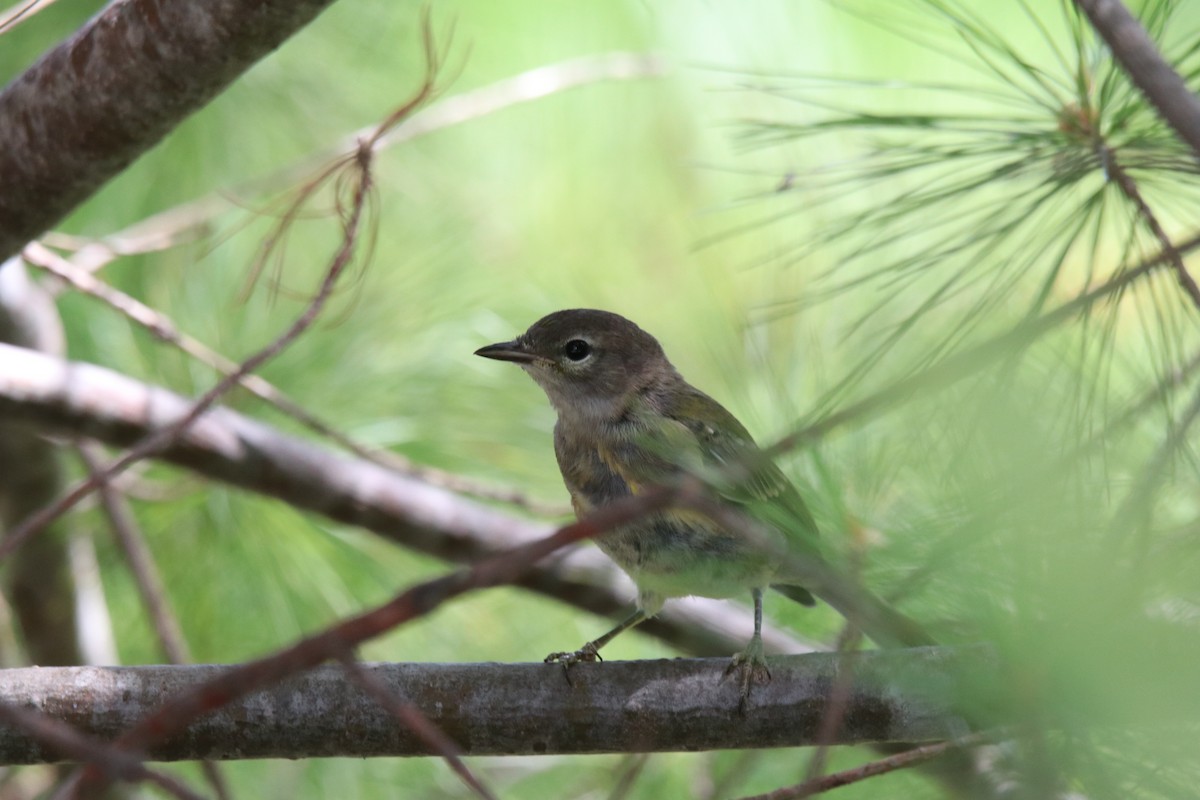 ML474954971 - Pine Warbler - Macaulay Library