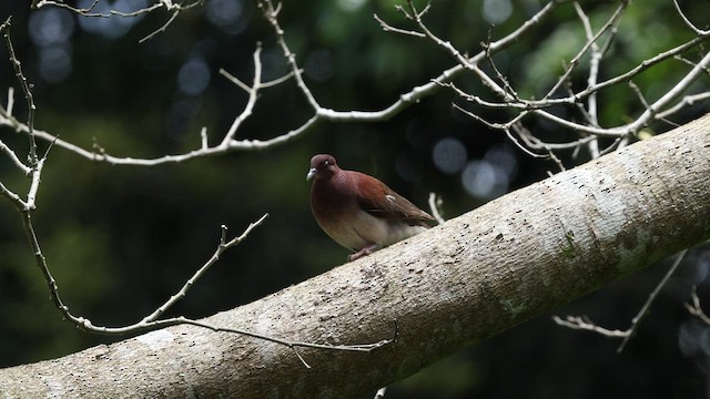 Мадагаскарский голубь - ML474959051